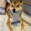 Original photo of Bean, a Shiba Inu