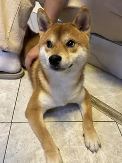 Foto originale di Bean, un Shiba Inu