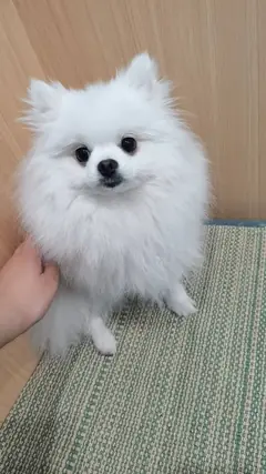 Originalfoto von Puff, einem weißen Zwergspitz
