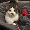 Original photo of Richie, a tabby-and-white cat
