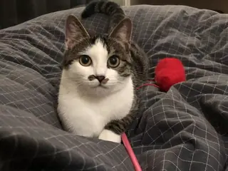 Foto originale di Richie, un gatto tigrato bianco e nero